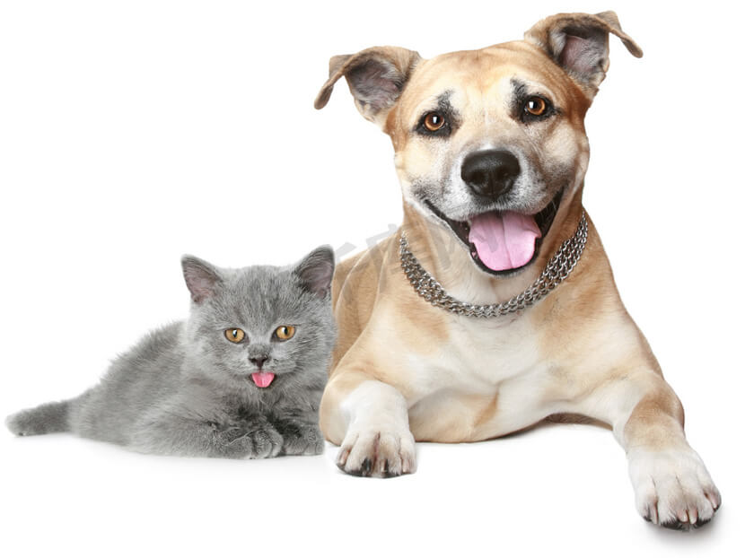 Chien et chat de refuge animalié